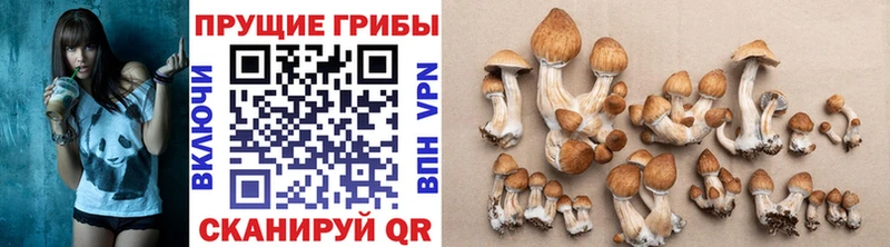 Псилоцибиновые грибы мицелий Сосновый Бор